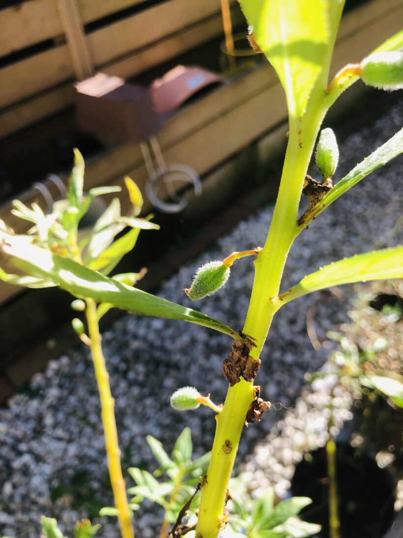 学校ブログ - 合志市立合志楓の森小学校