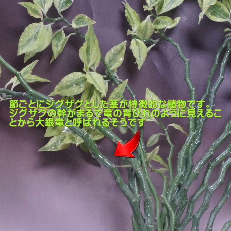 ペディランサス：ギンリュウ 2.5号ポット の通販園芸ネット