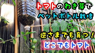 なぜこぼれない？！ 逆さ吊りの観葉植物・スカイプランターは実用性抜群のインテリア cowcamo MAGAZINE