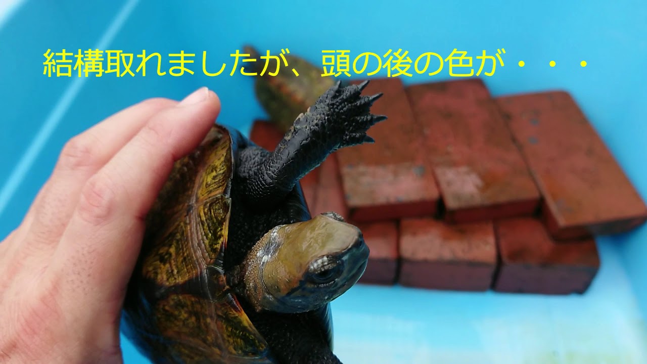 メチレンブルーとは・白点病に効果がある魚病薬の使い方や注意点を解説東京アクアガーデン