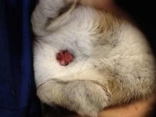 ウサギ専門医に聞く 6 潰瘍性足底皮膚炎 ソアホック 自宅での治し方 初期の対策 - うさぎタイムズうさぎの飼い方から飼育便利グッズ専門サイト