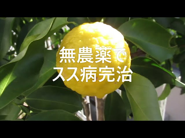 すす病とは？ 原因や対策、薬剤を使った治し方となりのカインズさん