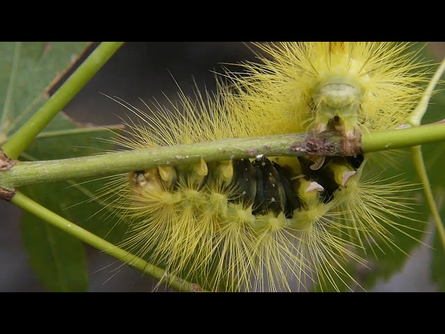 ピンクの衝撃！！ リンゴドクガ幼虫 : ちょっとだけ不思議な昆虫の世界 ３