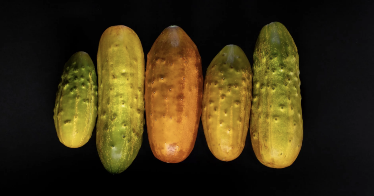 黄色く変色したきゅうりは食べられる？原因と対処法を解説 - Fily