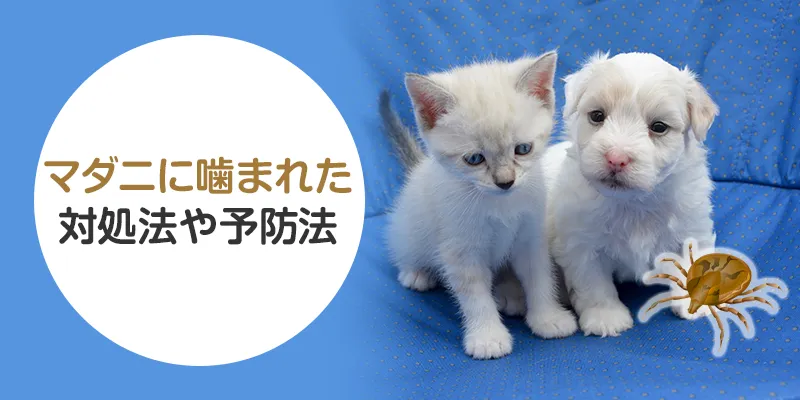 犬や人がダニに噛まれてから感染するにはどのくらいの時間がかかるか？わんちゃんホンポ