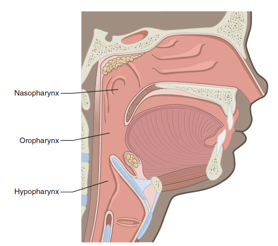 基礎から嚥下反射を分析する〜〜復習用動画付き〜 サロンVIP会員無料１話無料公開！脳外臨床研究会&脳外臨床大学校