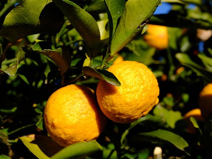 ゆずの状態について今年2月に花柚子の苗 3年生接ぎ木約1.0 園芸相談Q＆Aみんなの趣味の園芸
