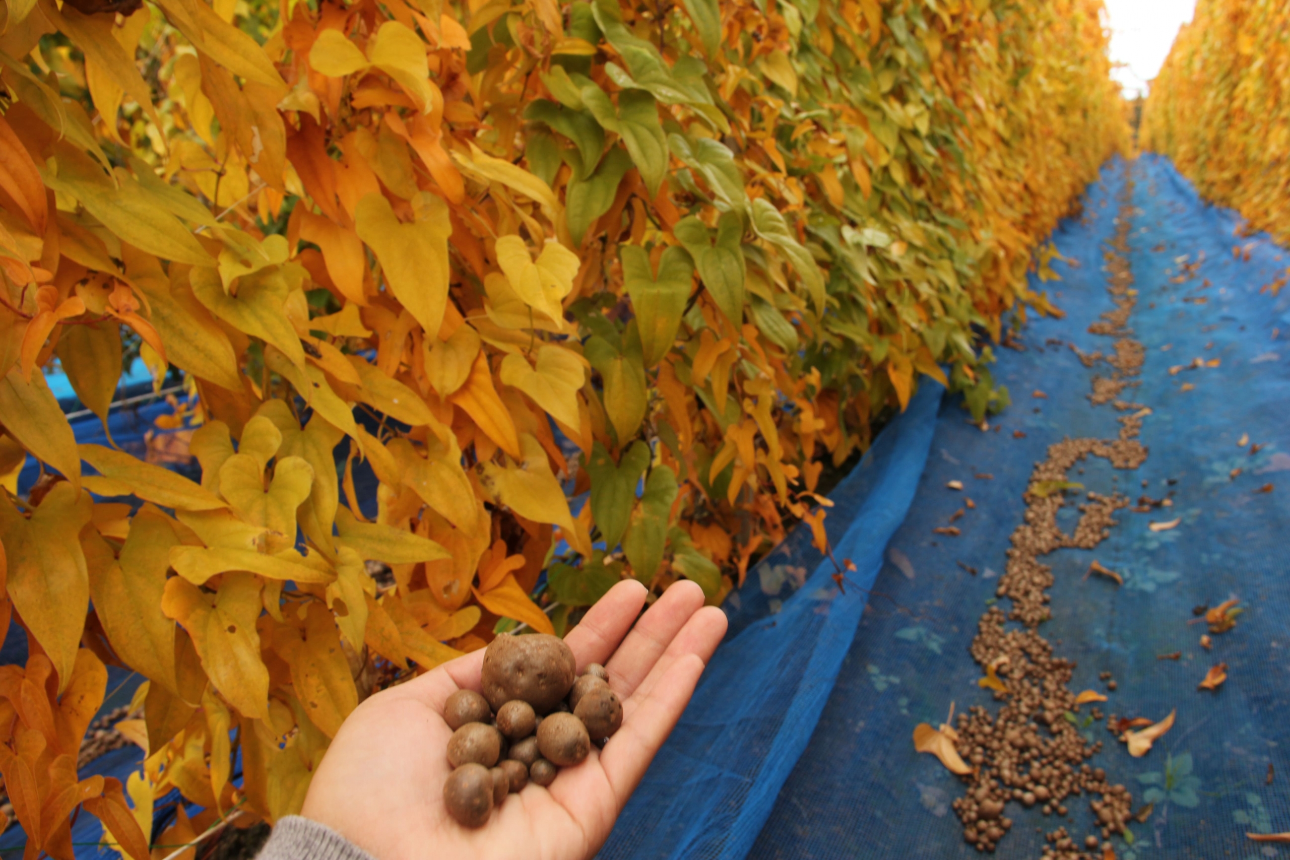 ヤマノイモ やまのいも 山芋 - 庭木図鑑 植木ペディア