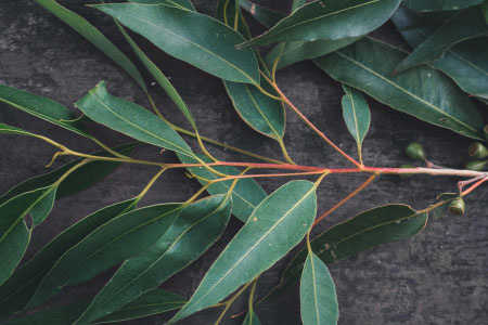 シャワータイムのリラックス効果を増幅させる「ユーカリスワッグ」