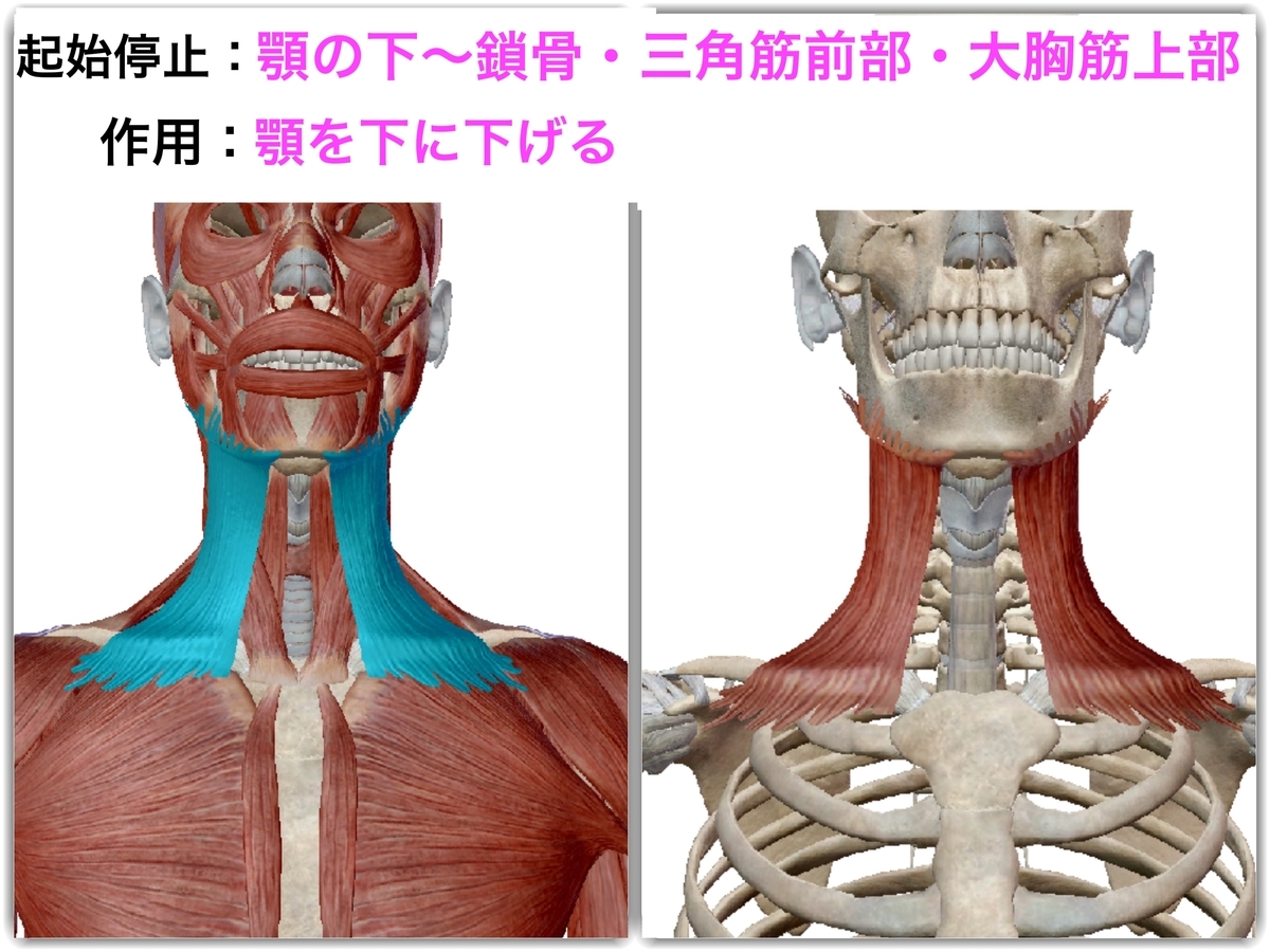 二重あごを撃退！〜広頚筋 こうけいきん 編〜お顔と身体のゆがみを整えて左右対称の軸を創るシンメトリー美人®︎セラピスト♡米村サオリ