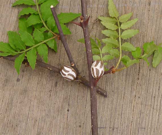 イラガの繭 写真素材2325998- フォトライブラリ