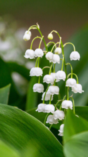 恋愛成就の待ち受け強力最強画像20選！口コミで即効性のある待ち受け画像とは？ - Love Story