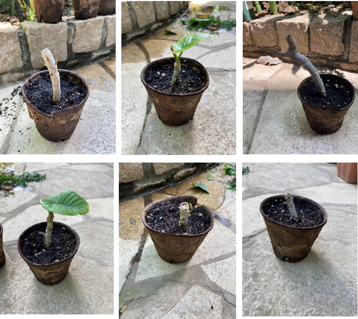 ウンベラータを始めて挿し木しました。2週間くらい経つのですが元木からは3か- Yahoo!知恵袋