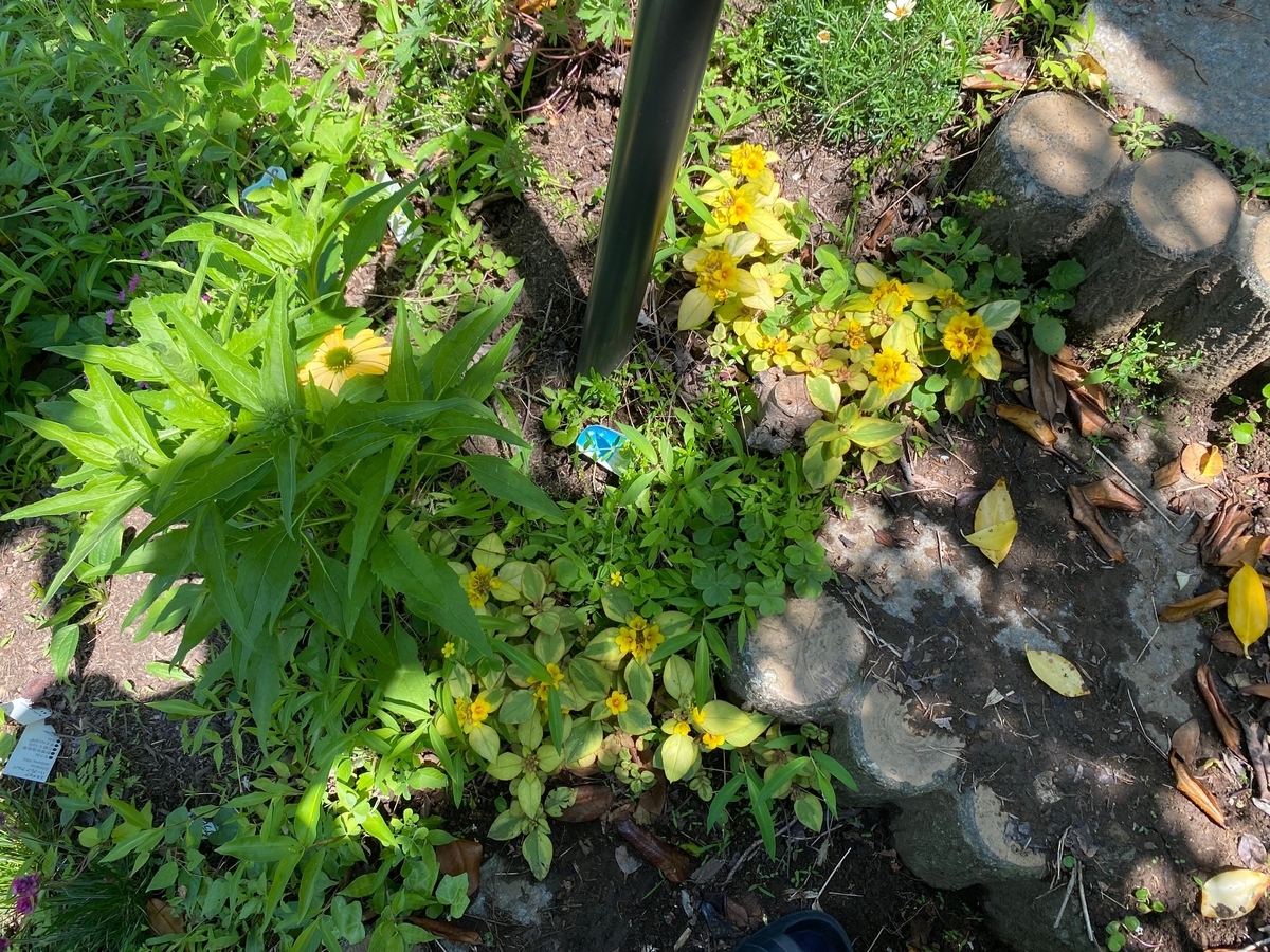 リシマキアの育て方日当たりや水やりのコツは？🍀GreenSnap グリーンスナップ