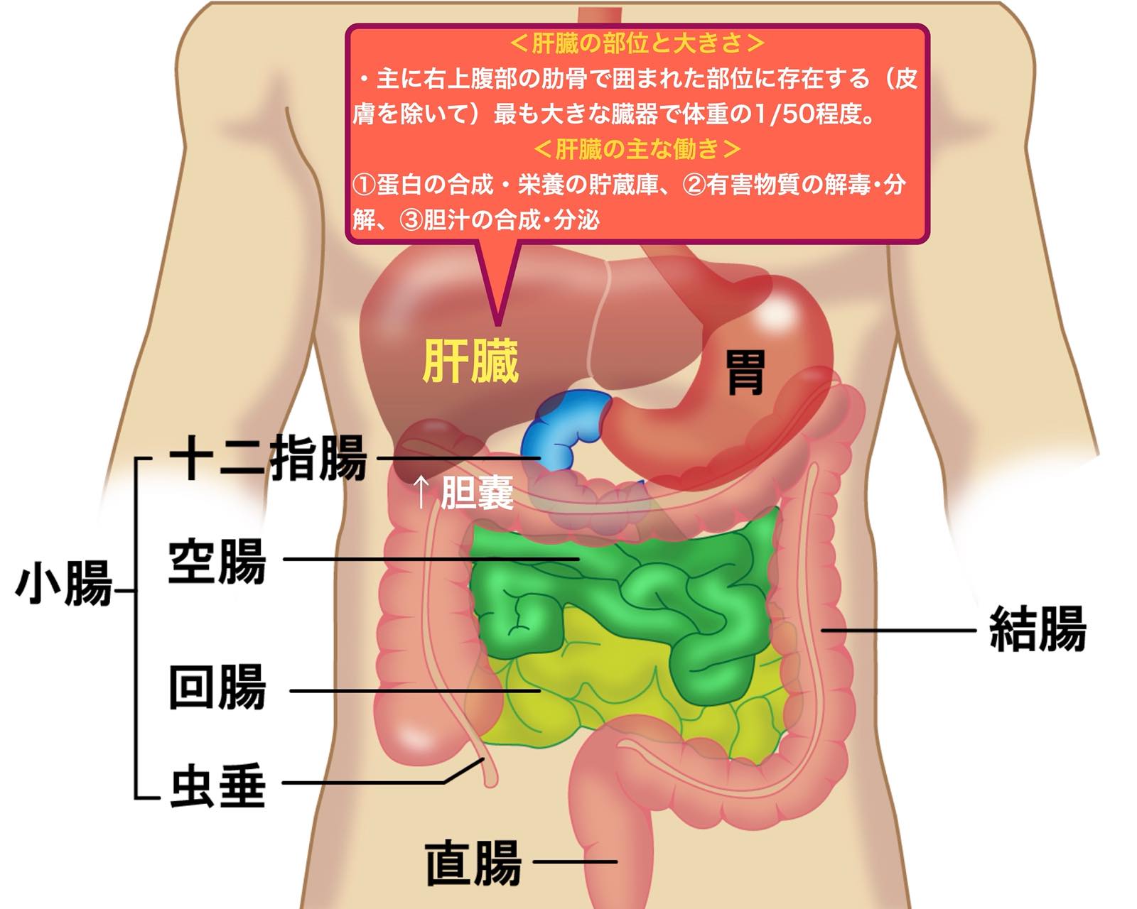人体内臓の位置イラスト無料イラスト・フリー素材なら「イラストAC」