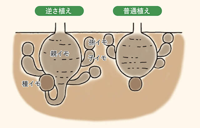 ◇サトイモの逆さ植え・第２弾リポート 「メからウロコ」ともいうべき方法格段に収量がアップ 木嶋博士の驚き育てワザ古くて新しい栽培技術JA横浜 営農情報- てらまち・ねっと