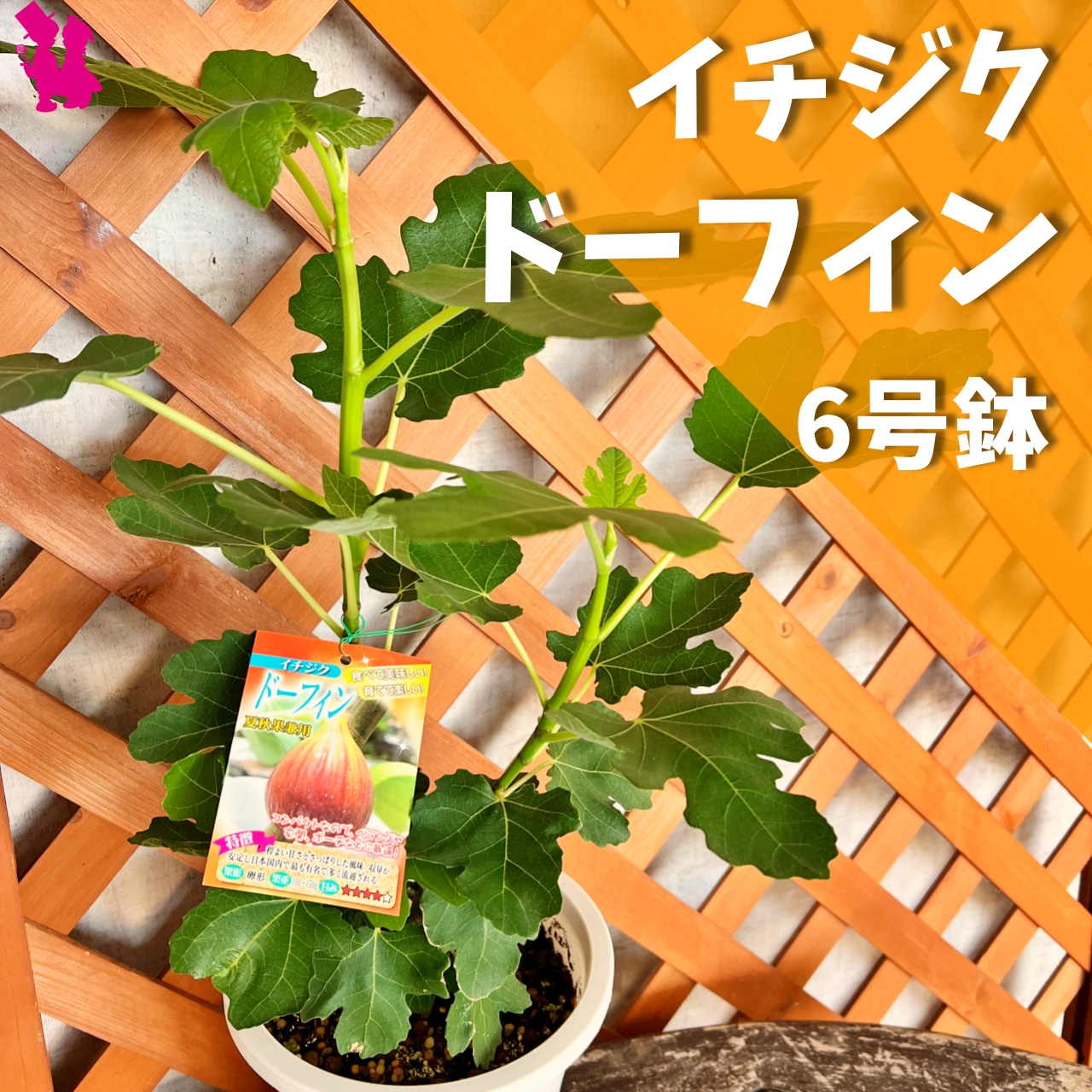 草花無料配布』『天体観測会』開催のお知らせ - 平和台公園