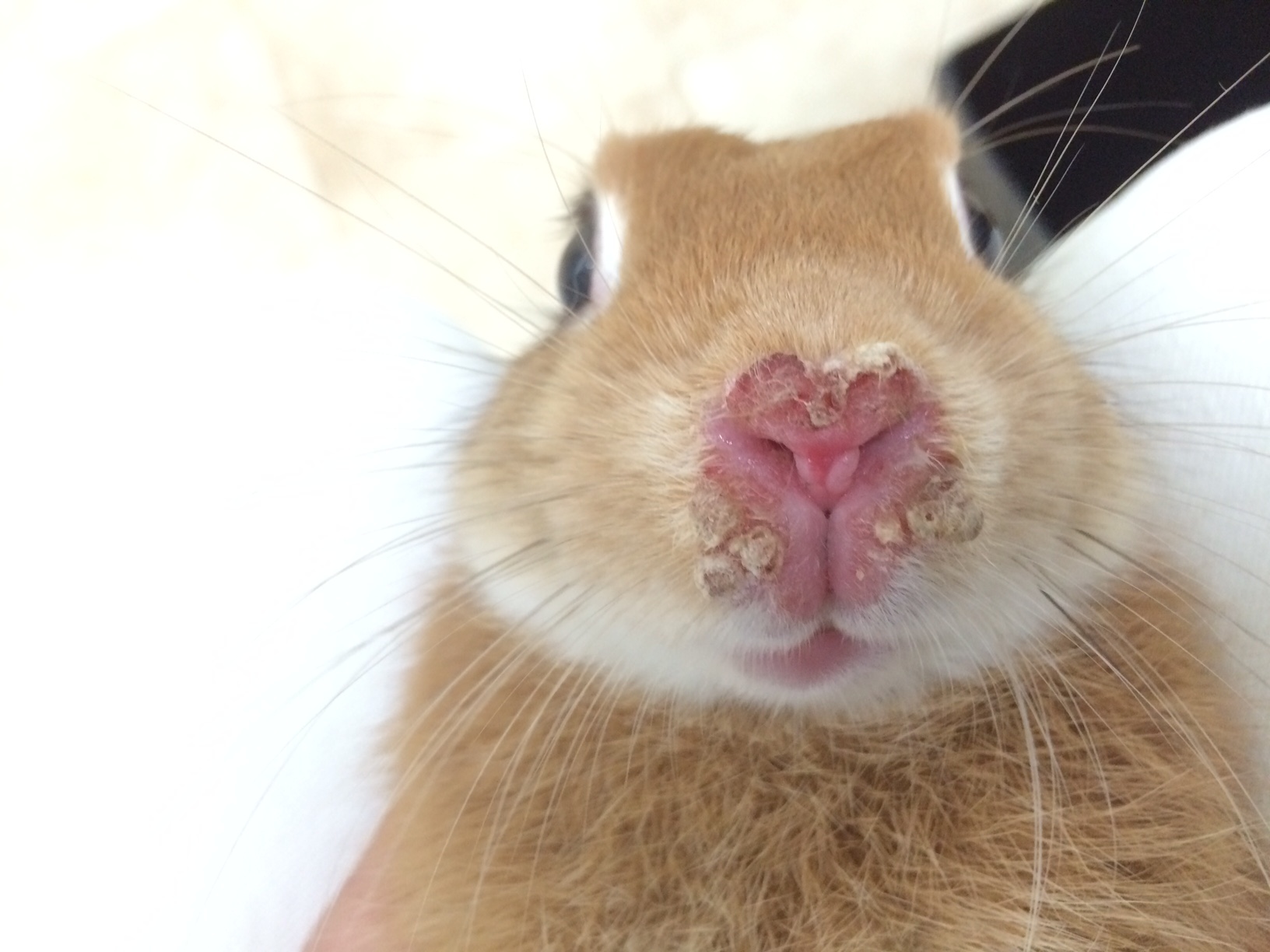 足裏がはげています！専門獣医師が解説するウサギの足底皮膚炎 Ver.2