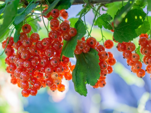 フサスグリ ふさすぐり 房酸塊 - 庭木図鑑 植木ペディア