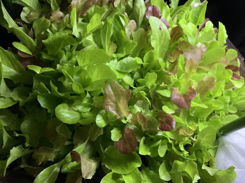 ベビーリーフの育て方プランター栽培で繰り返し収穫しよう！ – UETE