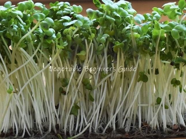 ☘116 ：Q&A カイワレ大根の育て方美味しく収穫するには？種の撒き方や管理、収穫までの管理などご紹介PlantiaQ&A 植物の情報、育て方をQ&A形式でご紹介