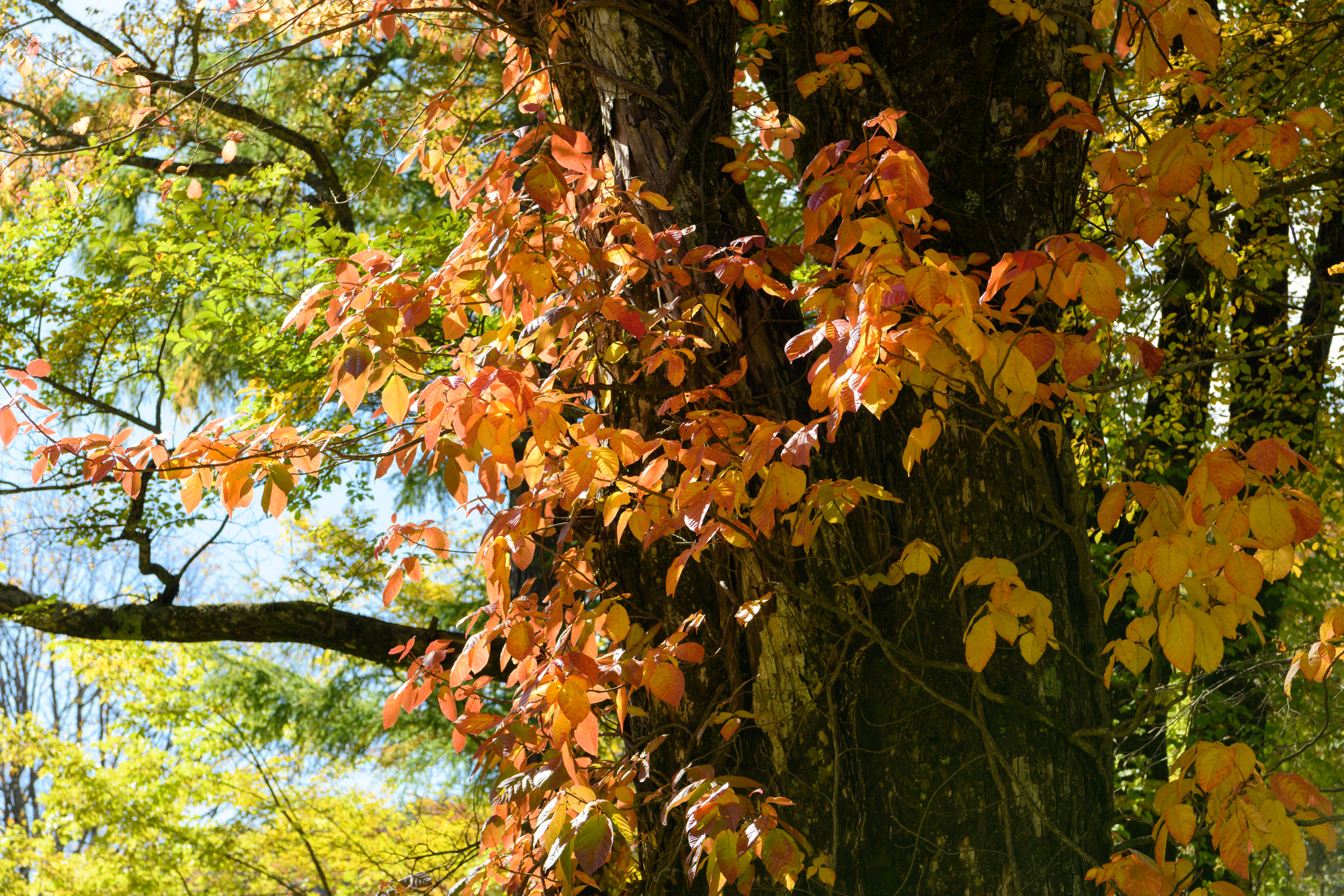 アウトドア医療のプロに聞く！ キャンプなどの外遊びで受傷することもある「もしものときに役立つ!! 知っておきたい植物のかぶれ vol.1」soto lover - ソトラバ～ソトラバならもっと外遊びに出かけたくなる！ 情報満載のアウトドアウェブメディア～