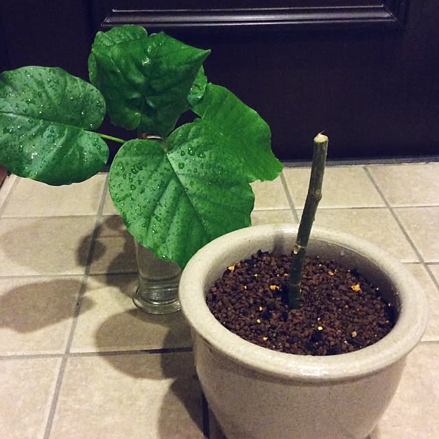 簡単 フィカス ウンベラータの挿し木は7ステップひとはなノート