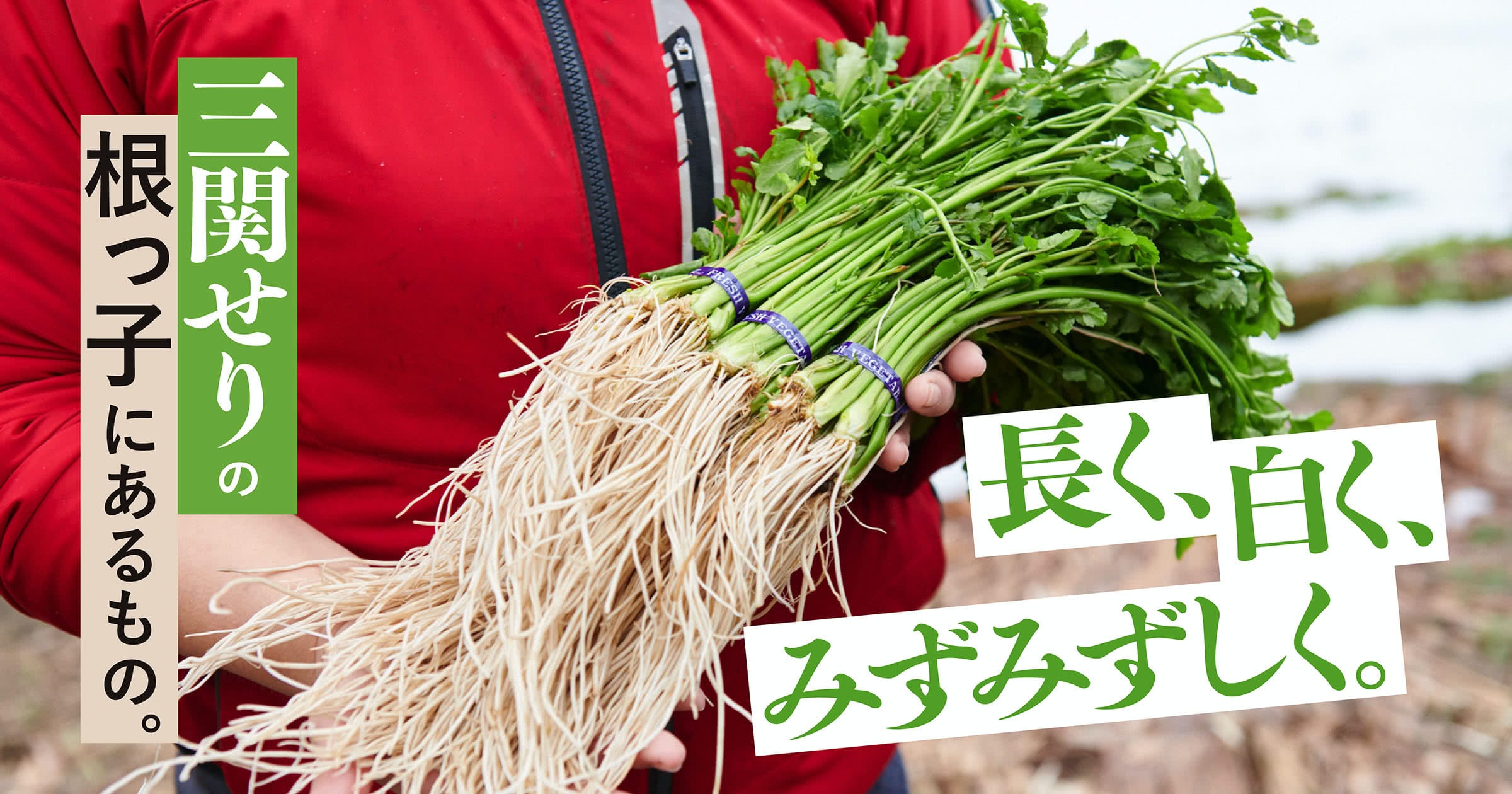 セリの上手な育て方 種まきから収穫まで完全解説 セリ栽培のコツとポイントが分かる