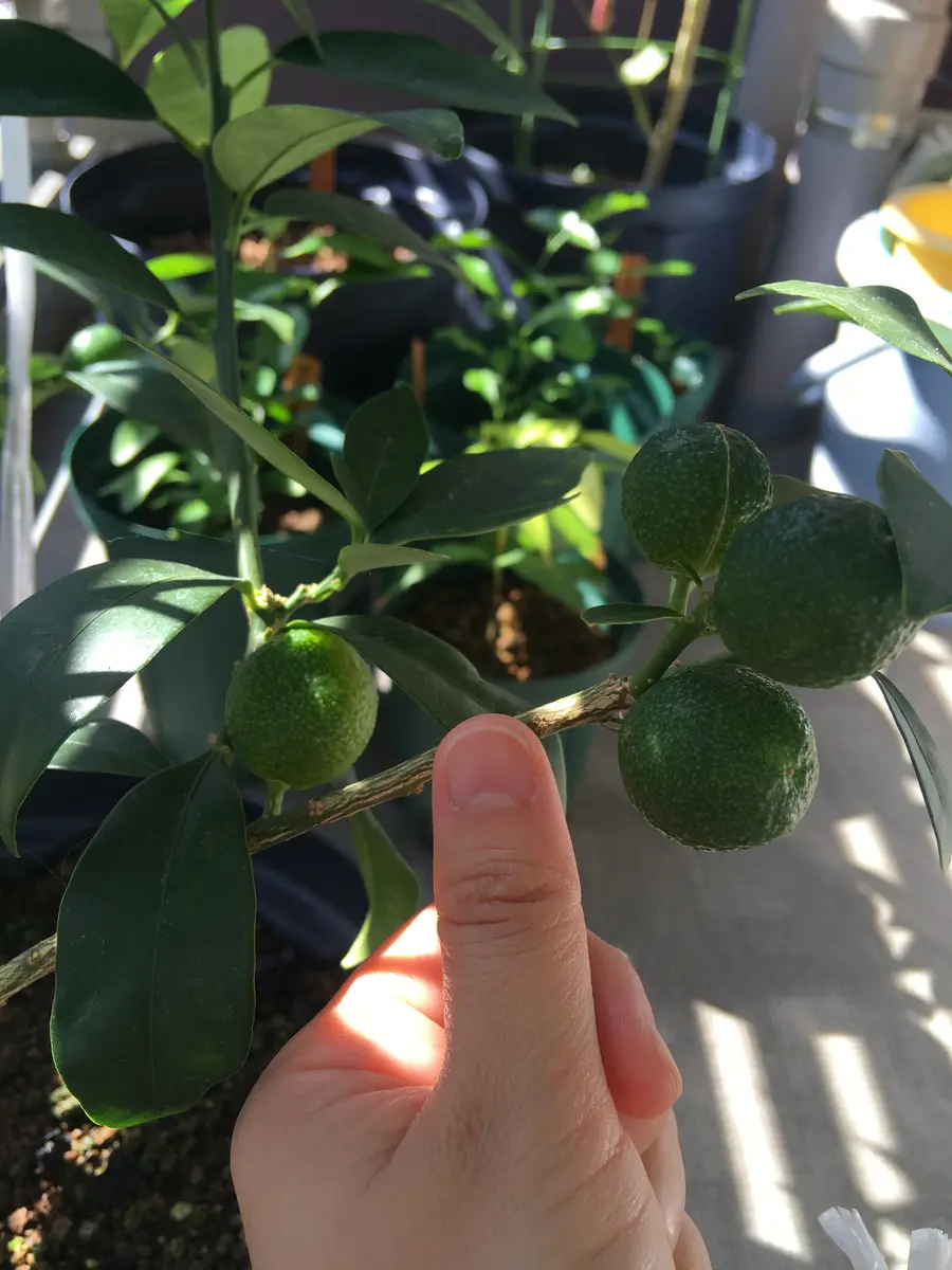 果樹栽培キンカン 金柑 の育て方 甘酸っぱい果実を味わおう植物とあなたをつなぐPlantia
