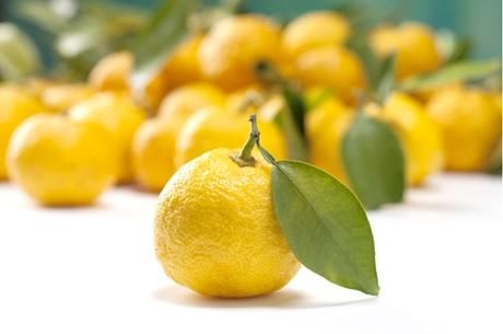 ゆず収穫まるべん