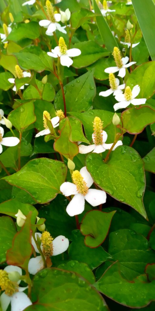 謎の虫刺されが出来たのでドクダミを使ってみたよ キャンプ・アウトドアにも！ 20 6 25追記ありふじはら里山案内所