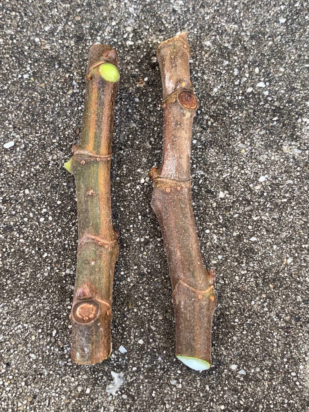 イチジクの８月の挿し木状況ササミさん。投資と園芸の勉強会 - 楽天ブログ