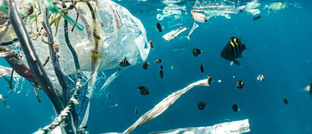 水産物から見た海洋汚染の実態は 渡部輝久氏エネ百科きみと未来と