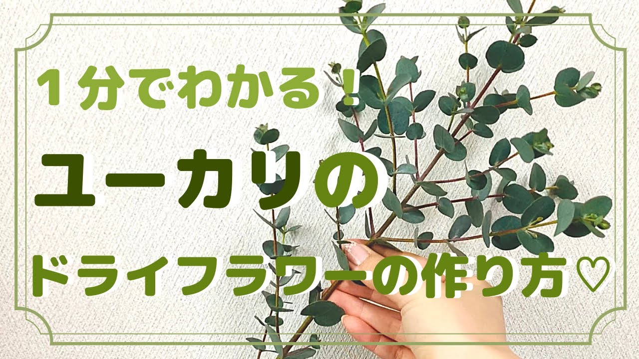 ユーカリポポラスのドライフラワー: 上海でフラワーアレンジメント！○Flower Life in Shanghai○