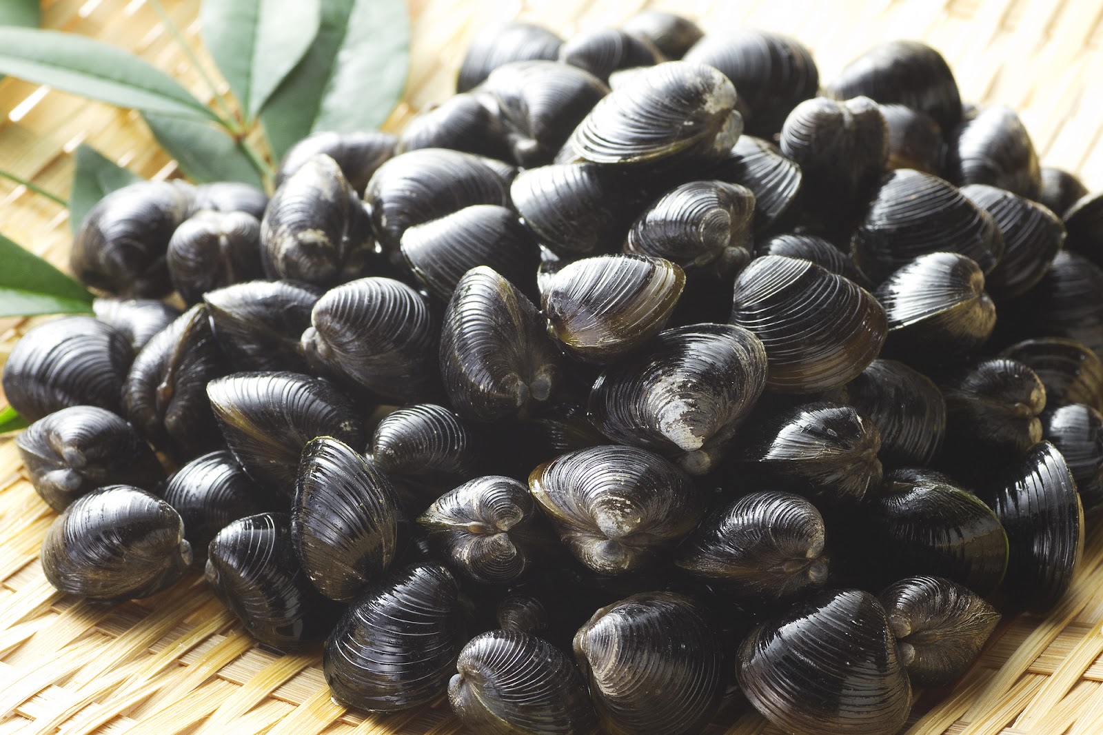 あさりの砂抜きの時間は最低何時間？塩の量と塩分濃度が濃すぎるとどうなる