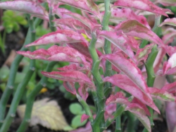 観葉植物 ペディランサス 銀竜ジグザグ銀竜の育て方 – Jewelry Plant online