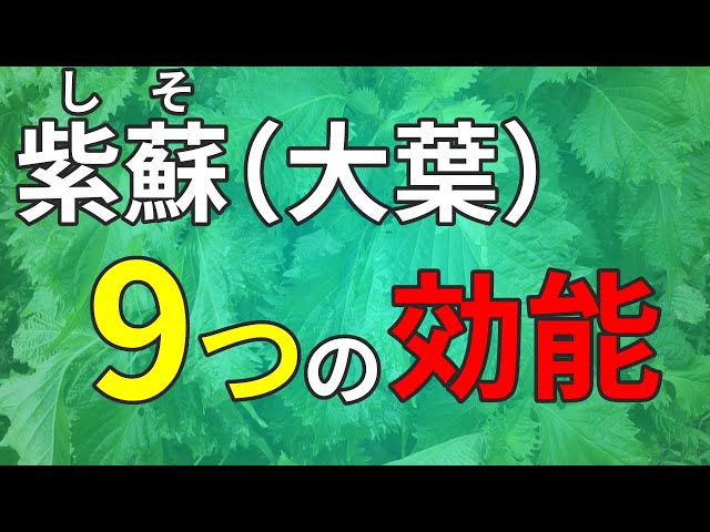 赤しそ茶で冬の寒さを乗り切る橋本歯科 広島市中区銀山町の歯科医院 のブログ