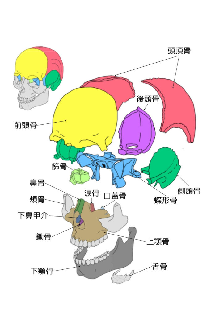 頭蓋の構造・頭蓋骨の名称ヒューマンボディ