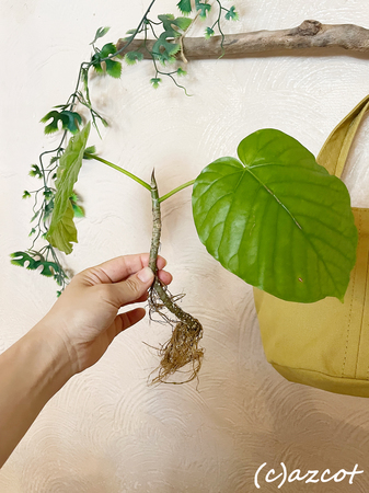 ウンベラータ挿し木から10日「観葉植物生産者」のブログ