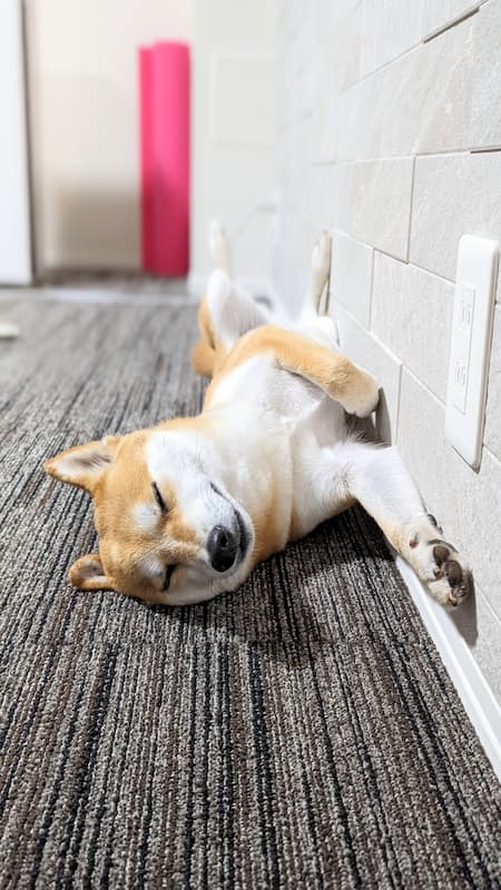 もし、ペットが蜂に刺されたら ?素人がすぐにできる3つの対処チャート@DIME アットダイム