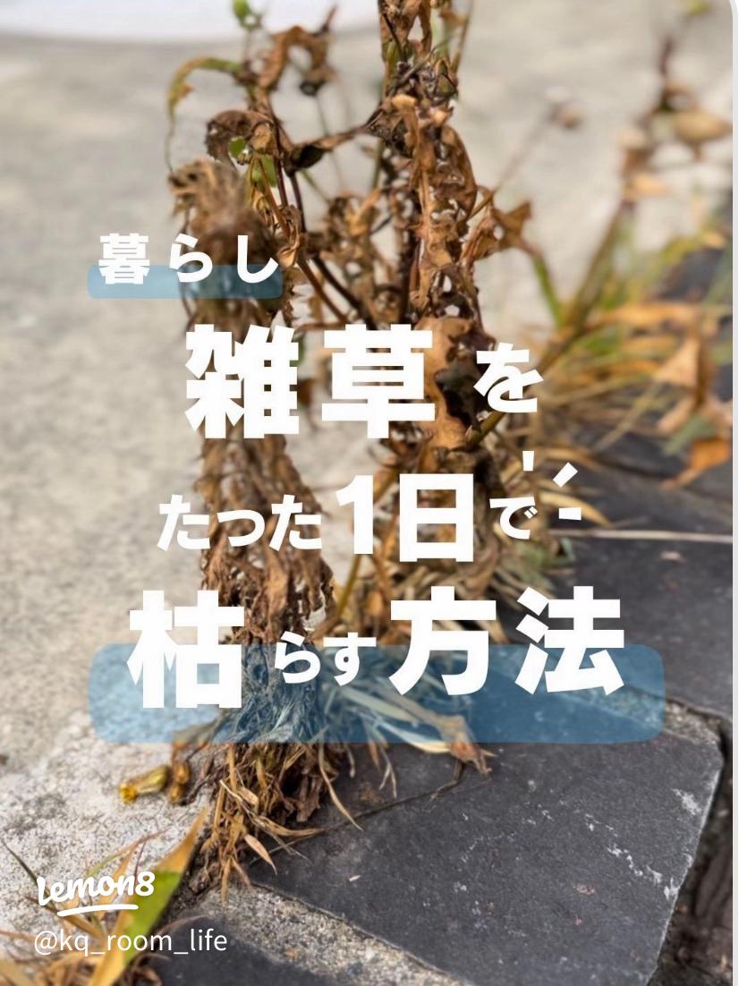 雑草に熱湯って本当に効く？草刈りのプロがやり方と注意点を徹底解説沖縄で草刈り・木の伐採なら庭匠 NIWASHO