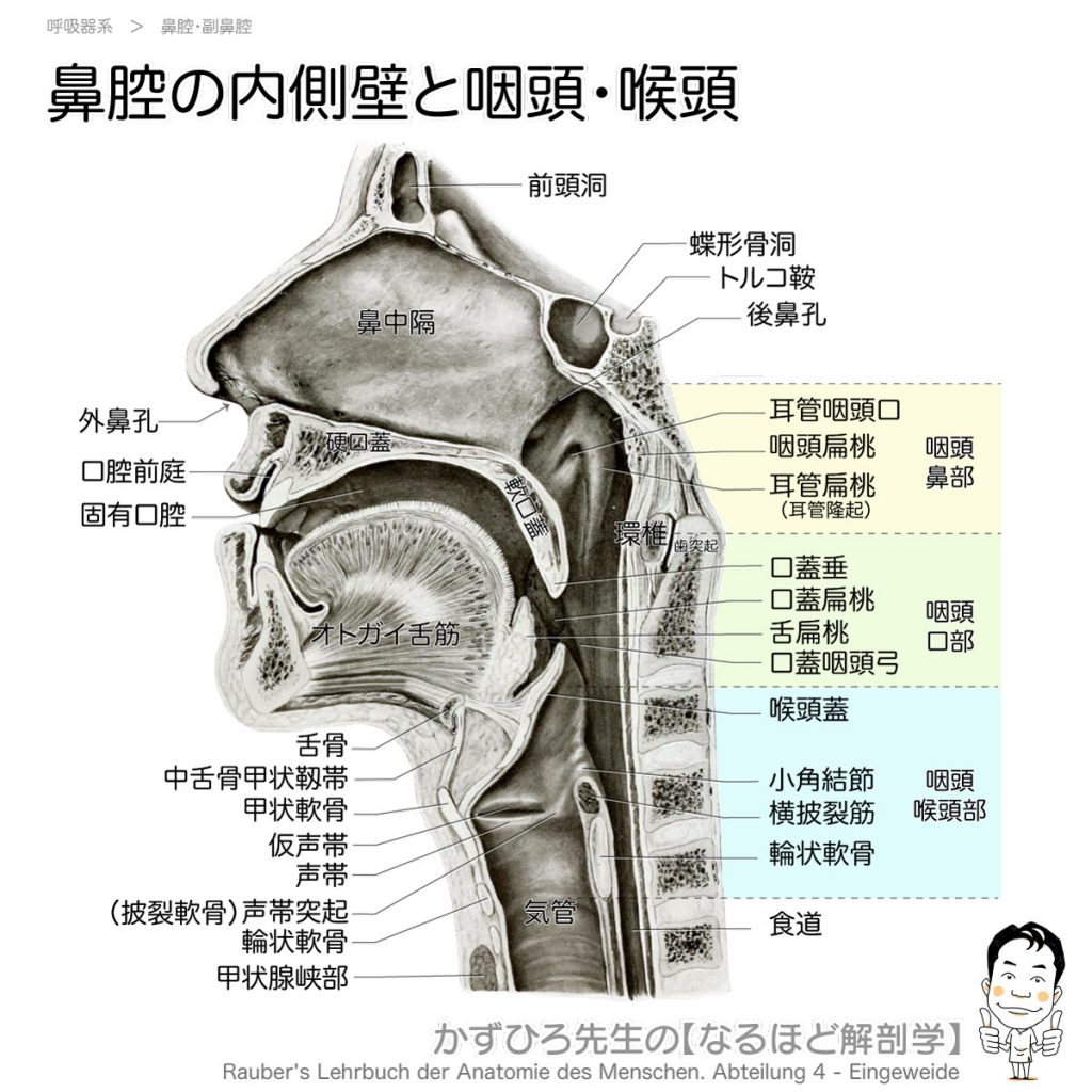 Terminologia Anatomica TA に基づく解剖学