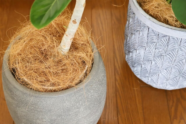 DAISO ココヤシファイバーが落ちない方法ムーンmoon_ismartが投稿したフォトブックLemon8