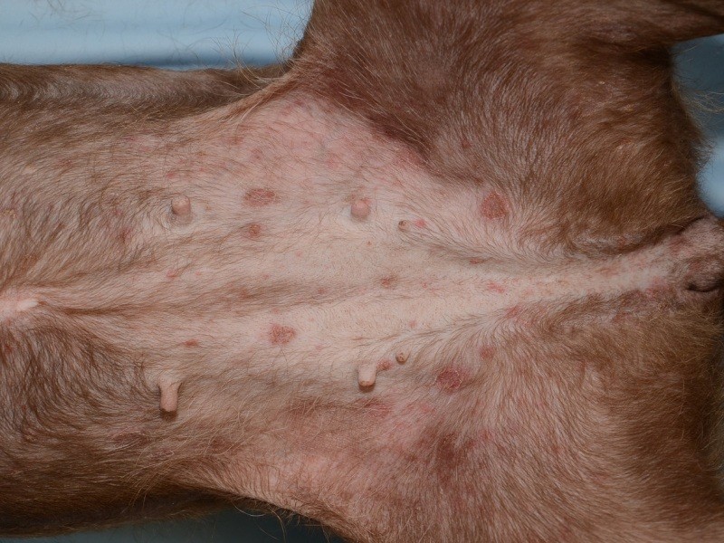 ネコのシラミ症桟橋動物病院