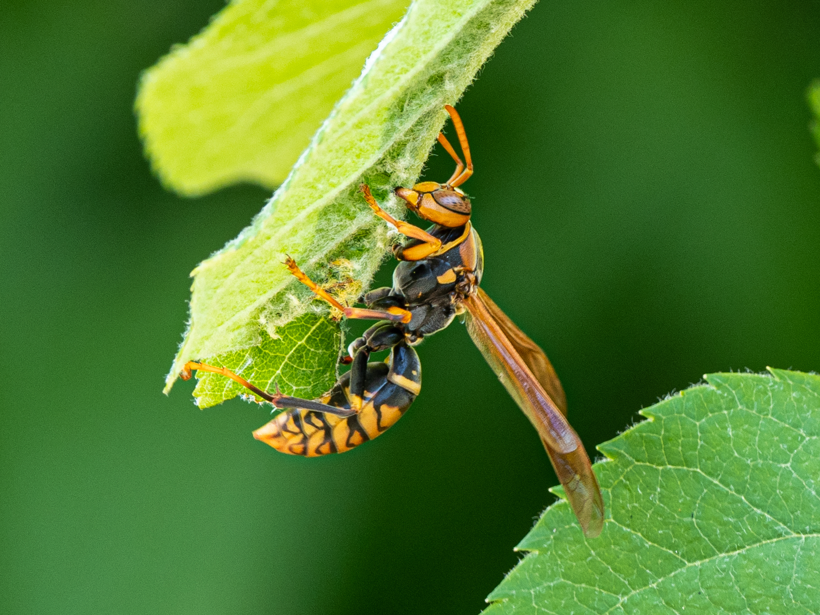 写真あり アシナガバチの種類と巣＆刺された時の応急処置 ２０２４年度最新版佐賀・熊本・福岡でお困りの方・害虫害獣駆除専門業者プログラントへお任せ