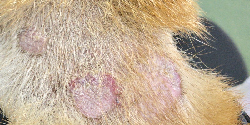 こんな症状、ありませんか？犬と猫の皮膚科