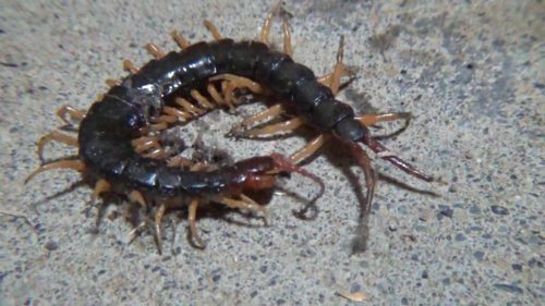 どうしてますか？ 原因不明の虫刺され ：日経メディカル