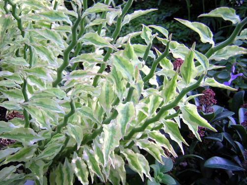 □運気上昇 ペディランサス 大銀龍 ダイギンリュウ 大銀竜 10本 13〜15cm