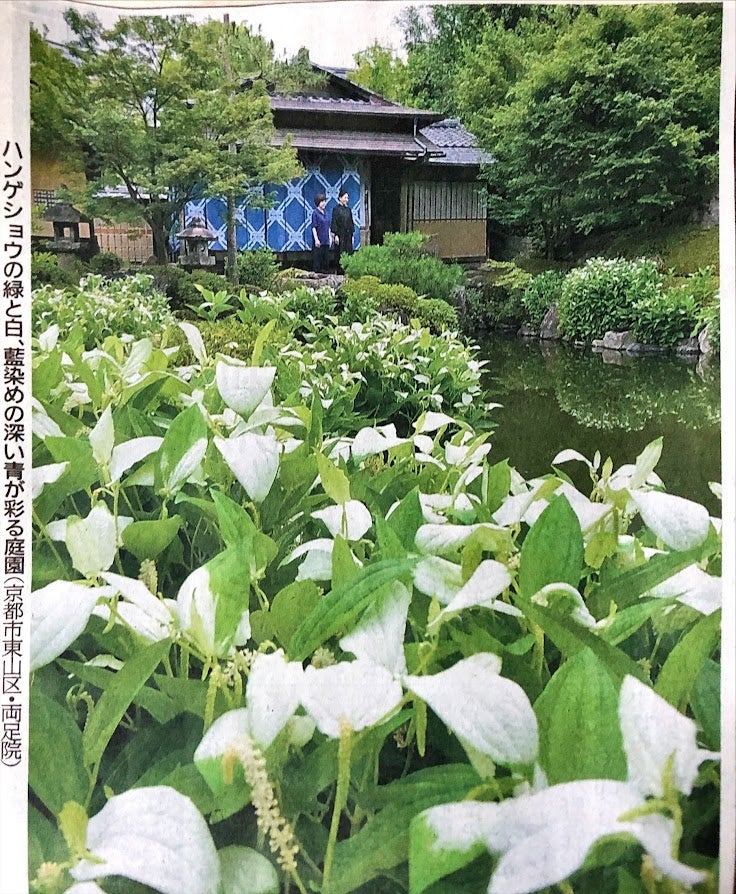 半夏生の庭園が美しい祇園の 両足院Leaf KYOTO