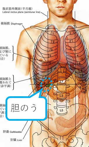 肋骨骨折でやってはいけないこととは？治療内容や早く治すためのポイントを解説セラピストプラス医療介護・リハビリ・療法士のお役立ち情報